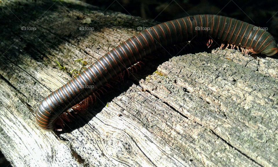 Millipede