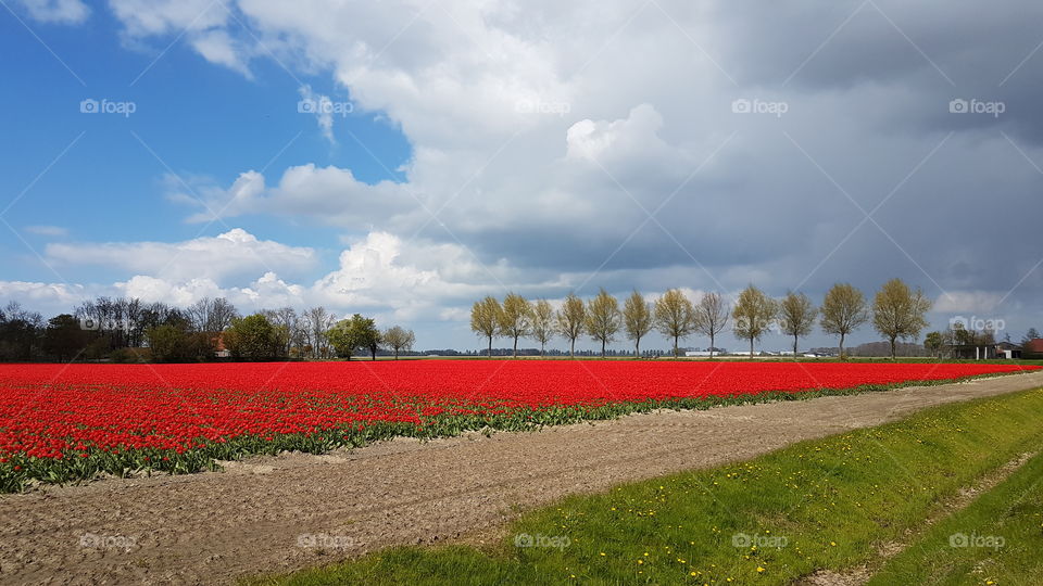 Picturesque rural landscape in Netherlands in spring