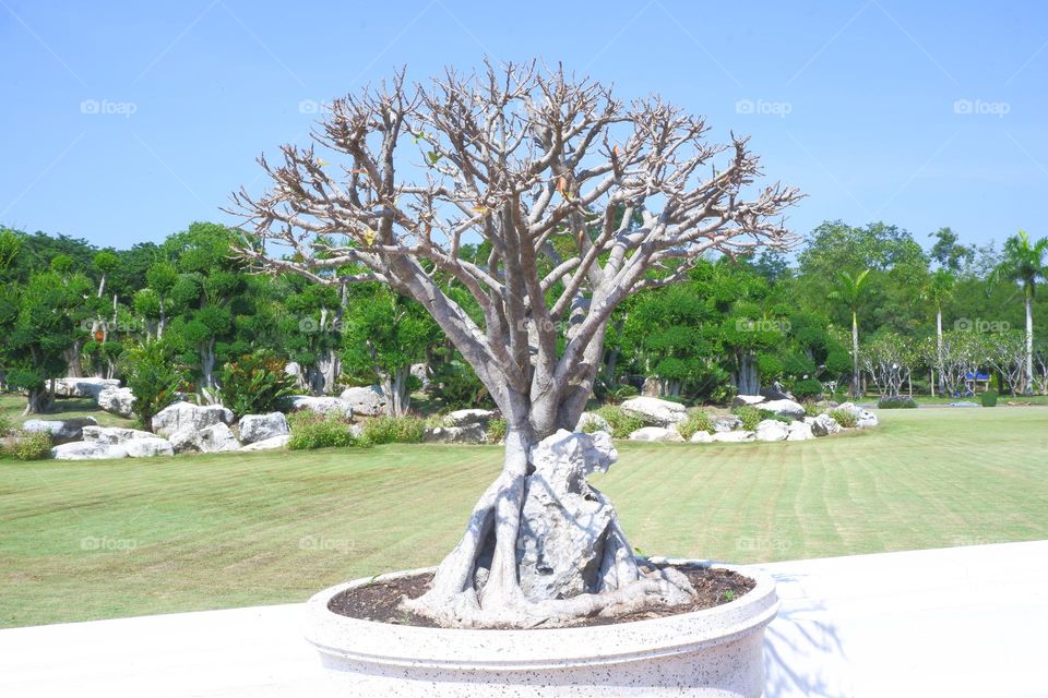 bonsai with branches and stems in a plant pot sky backdrop.