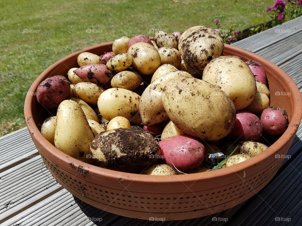 potato harvest