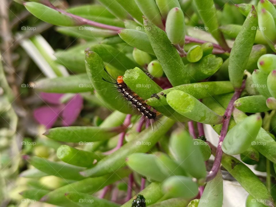 Othonna capensis ＆ Nyctemera adversata