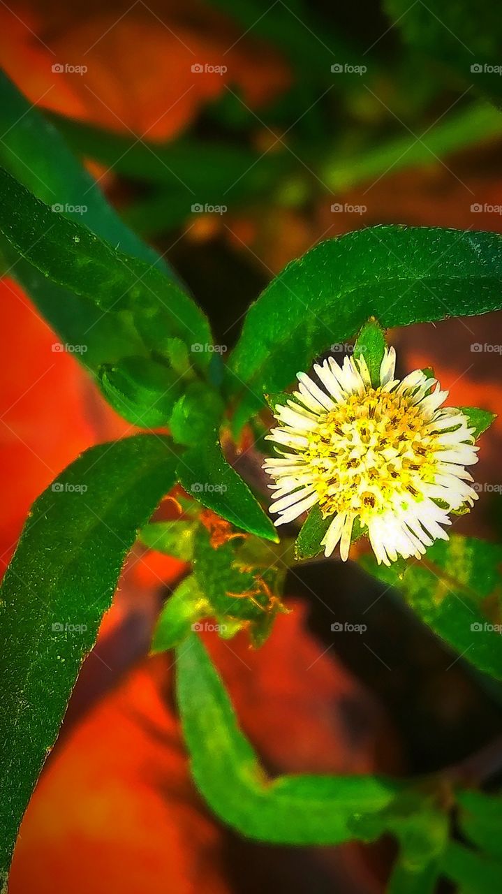 zoom into the tiniest