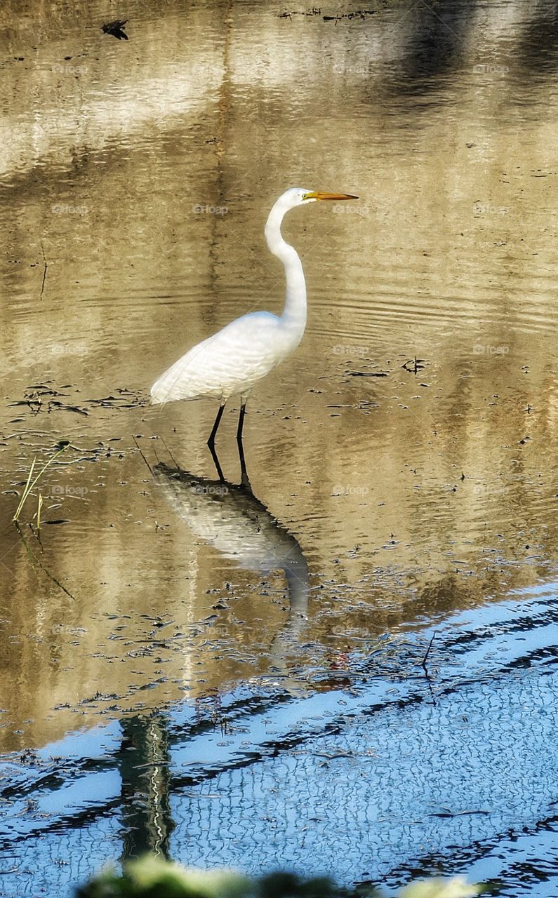 Egret St Lawrence river 