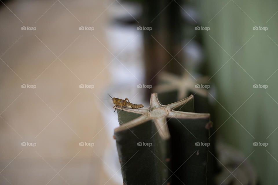 cactus and grasshopper