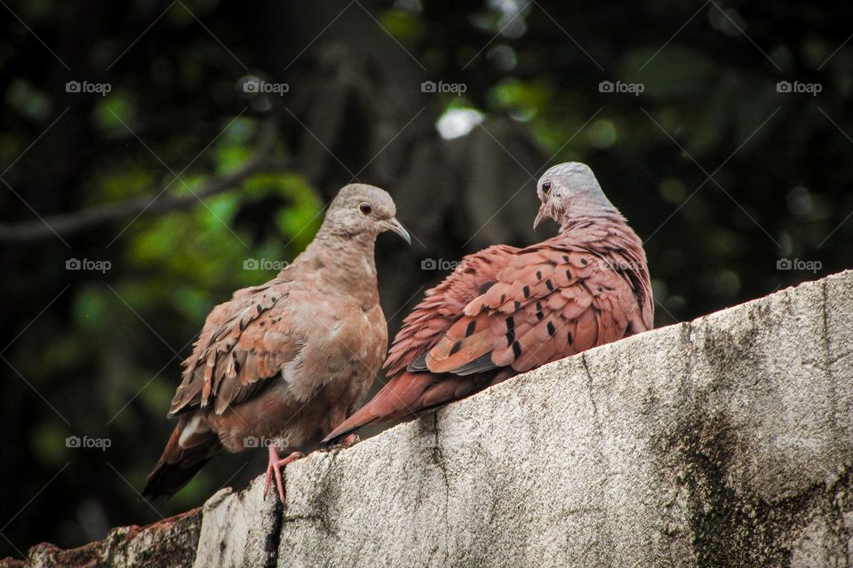 Ruddy ground dove - Birds - Columbina talpacoti