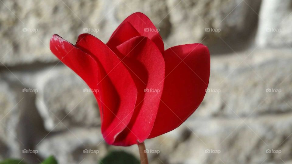 Cyclamen Flower