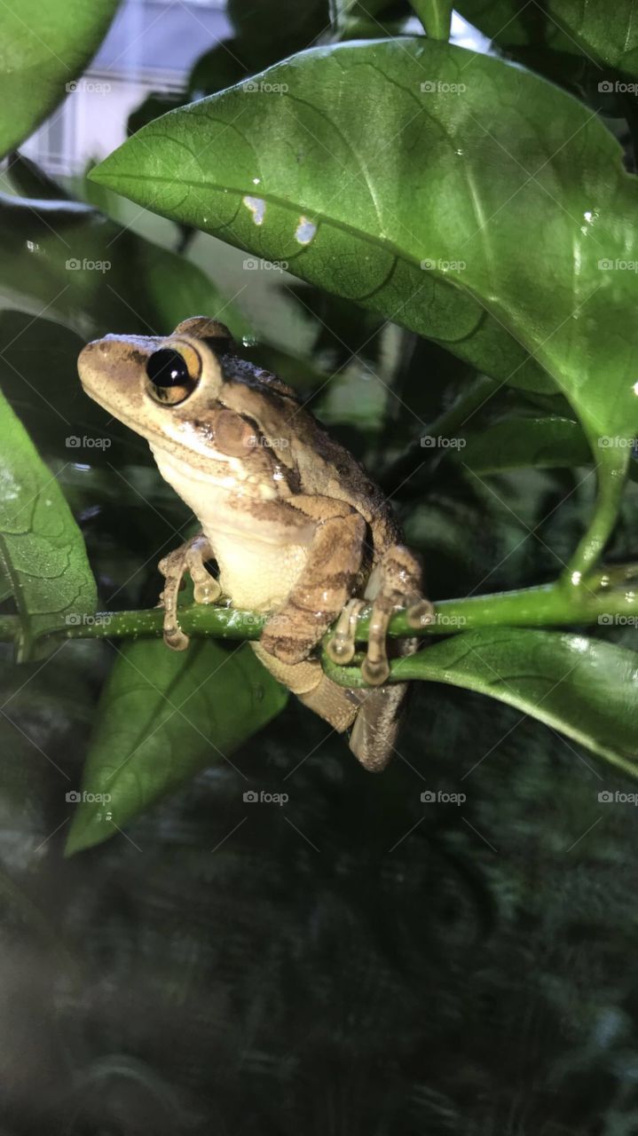 Cute little frog chilling on a branch. 