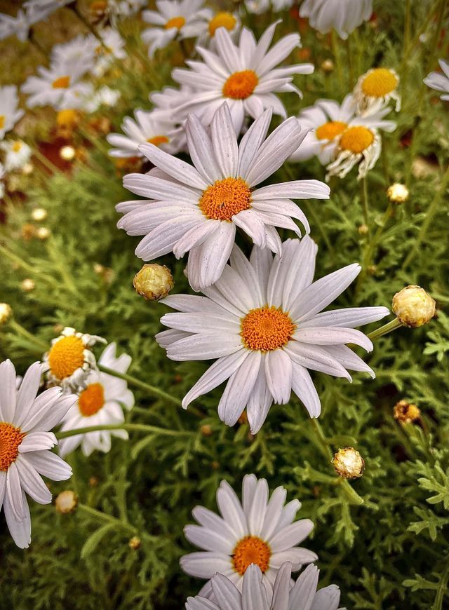 Daisy