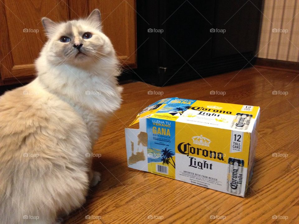 Cat with Corona Light box