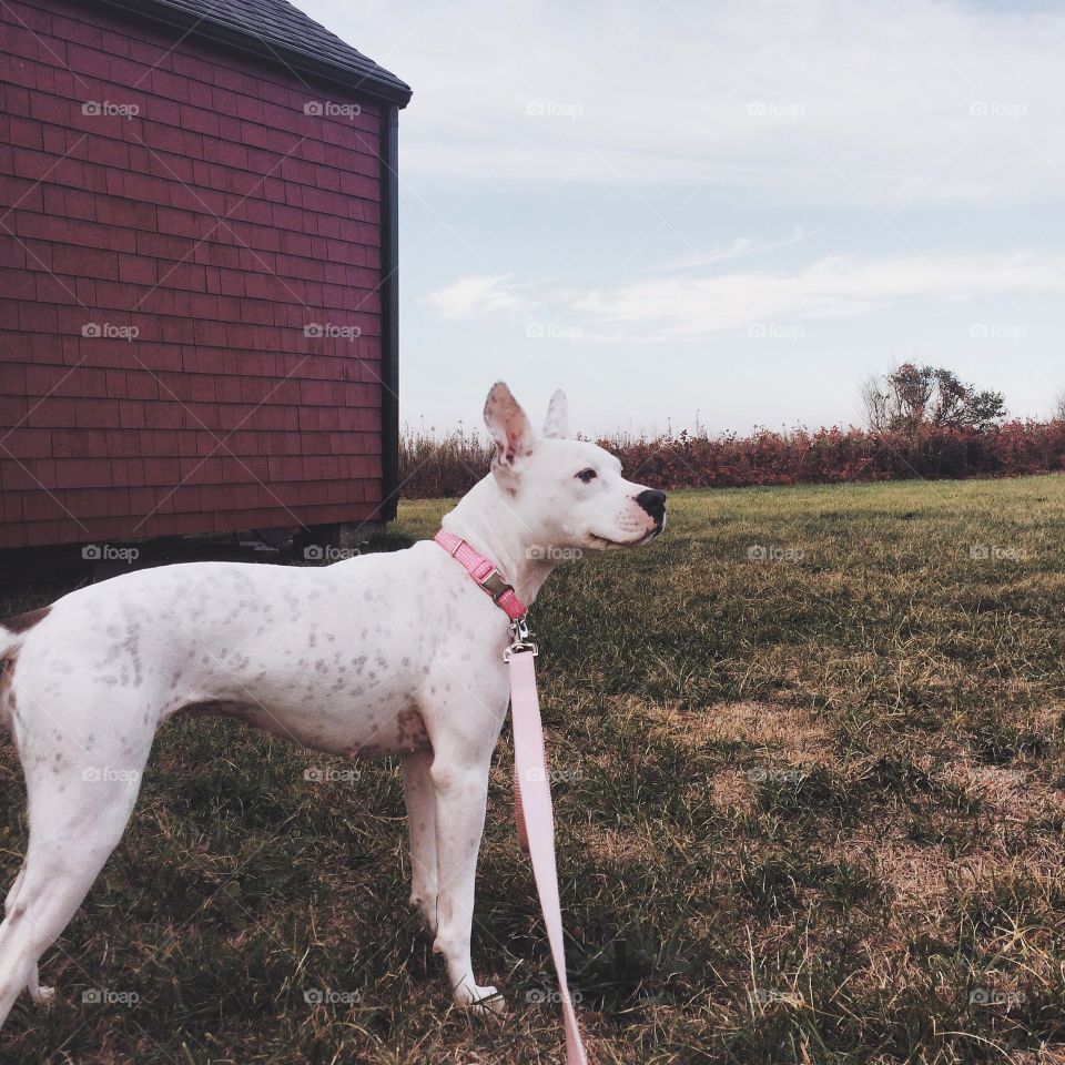 Sydney loves her long walks where she can run around in open spaces and play fetch
