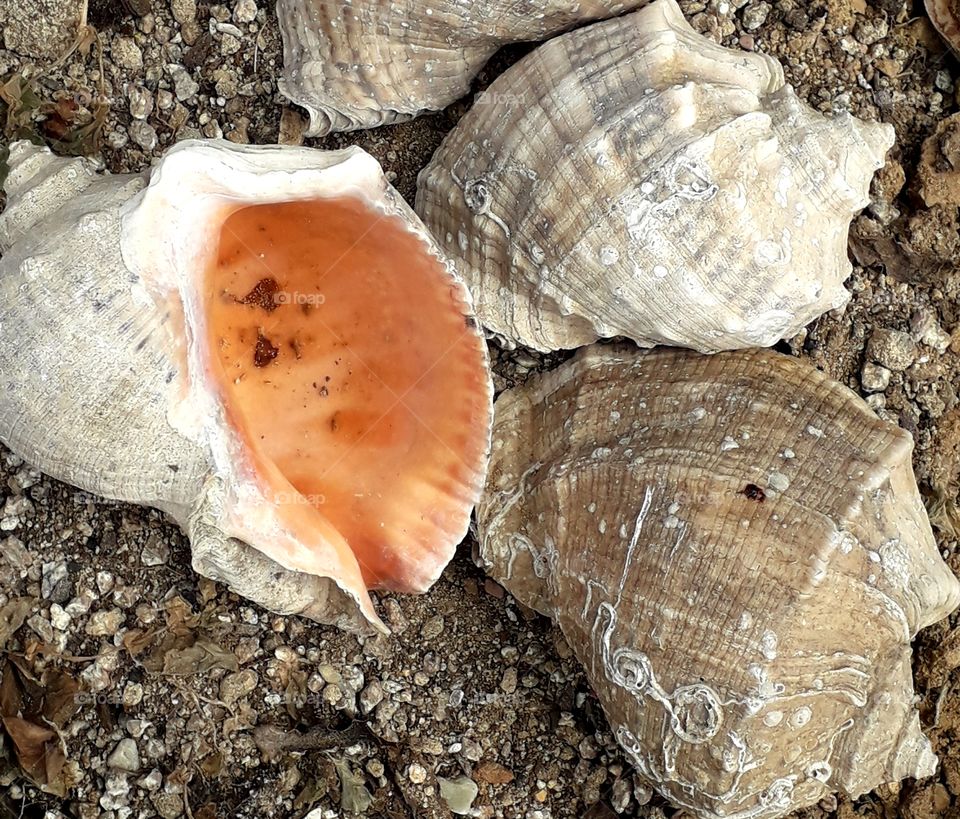 Shell of turbo (marmarostoma) argyrostomus argyrostomus on the ground