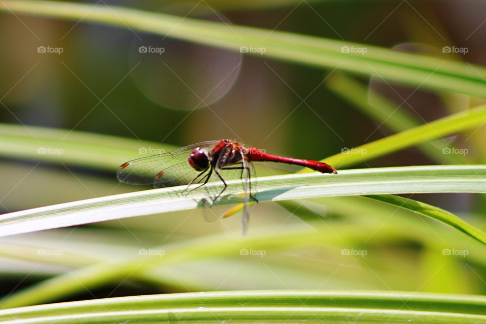 Red dragonfly