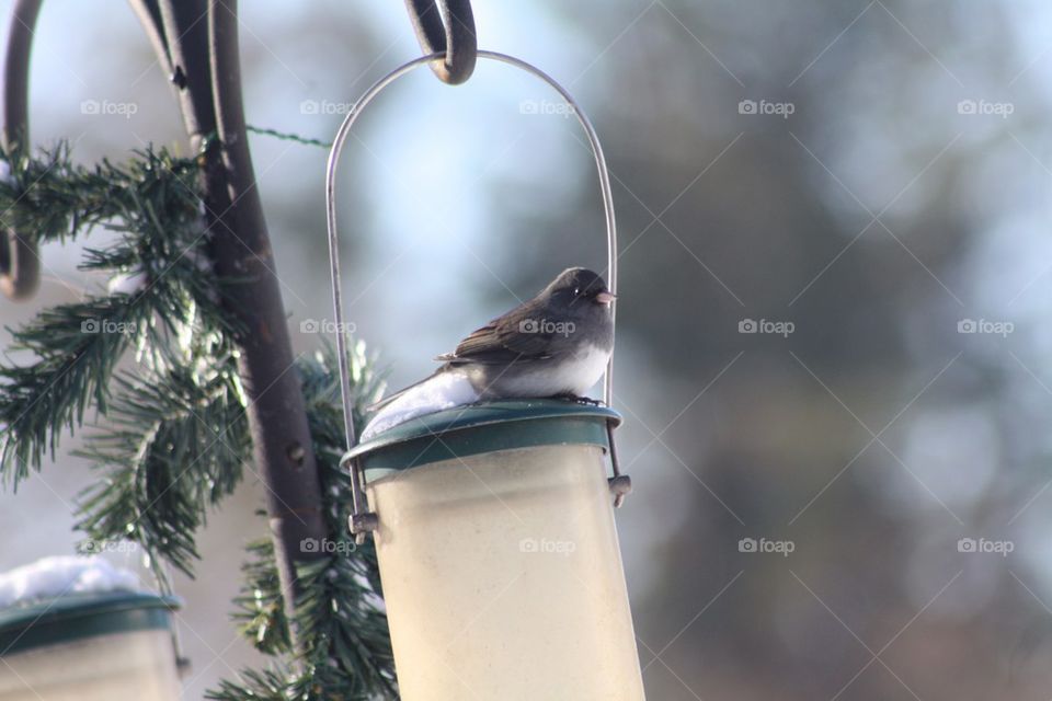 Junco on Feeder