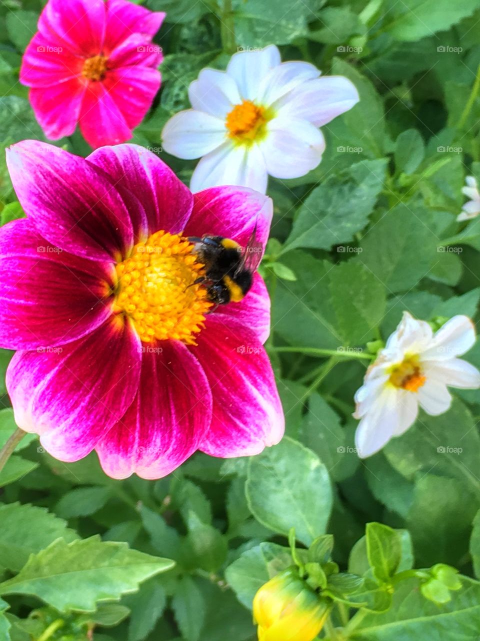 Bee on dahlia flowers 