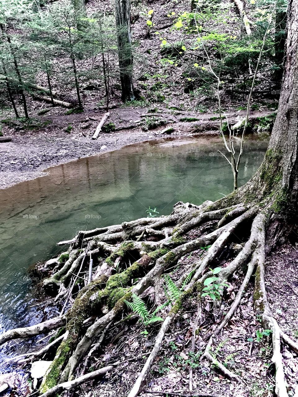 i’m obsessed with trees, what’s your favorite thing?