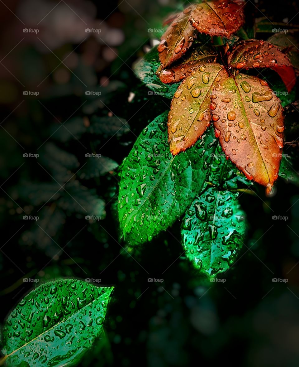 Rain and flower - leaves and water