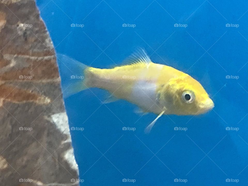 Albino yellow koi fish