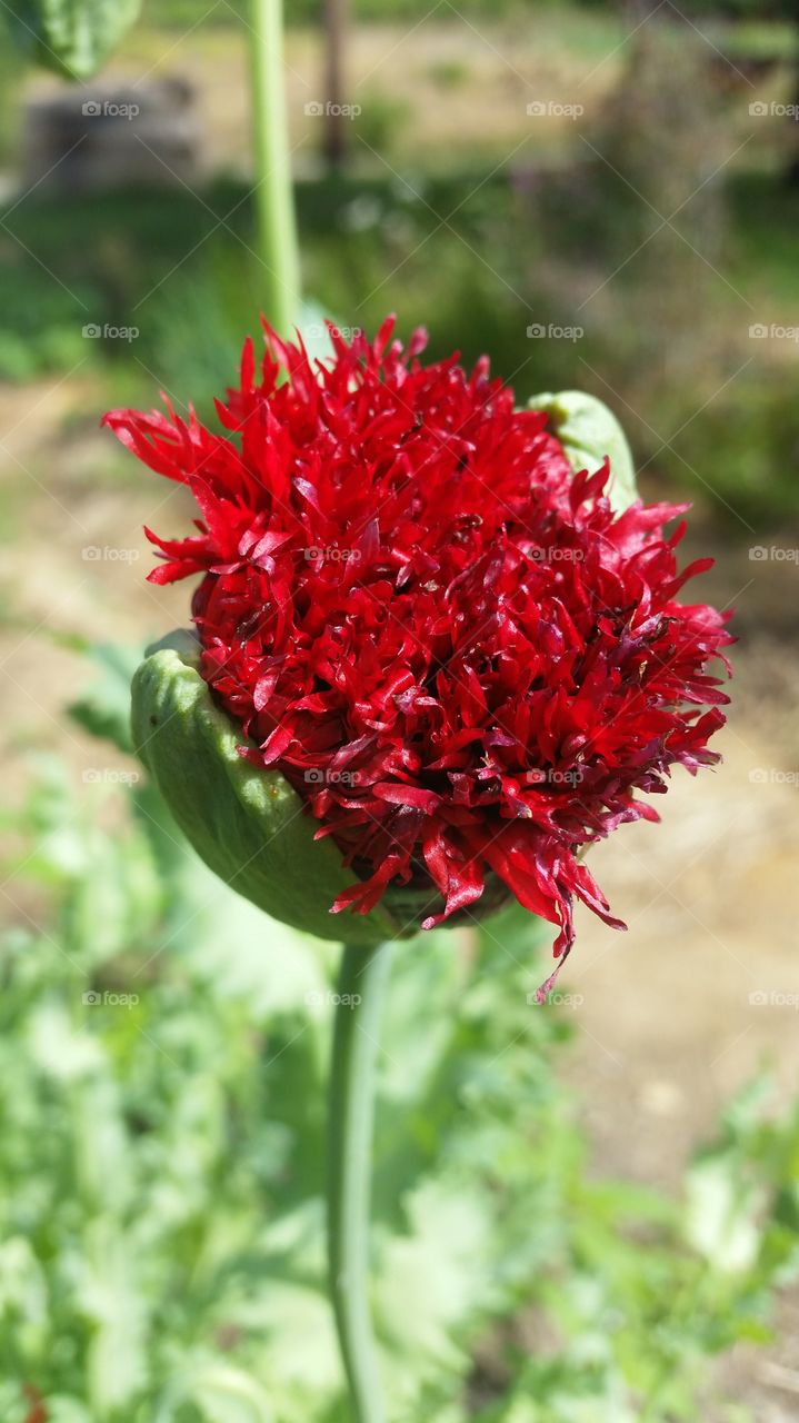 Red peony