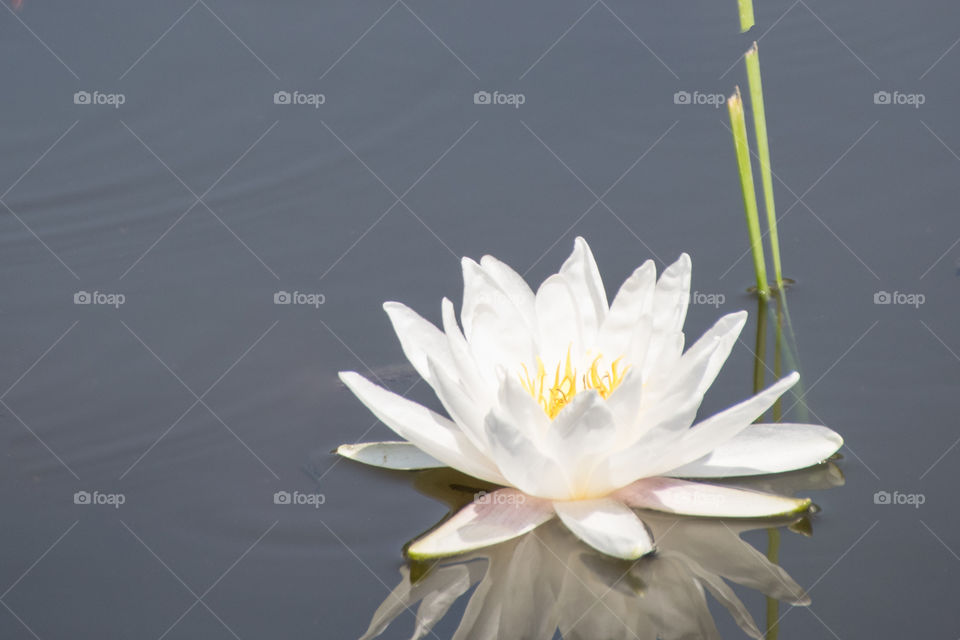 Pool, Nature, Flower, Summer, Leaf