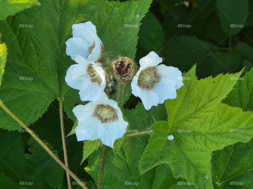 whote flower blossom cluster with leaves in Oregon