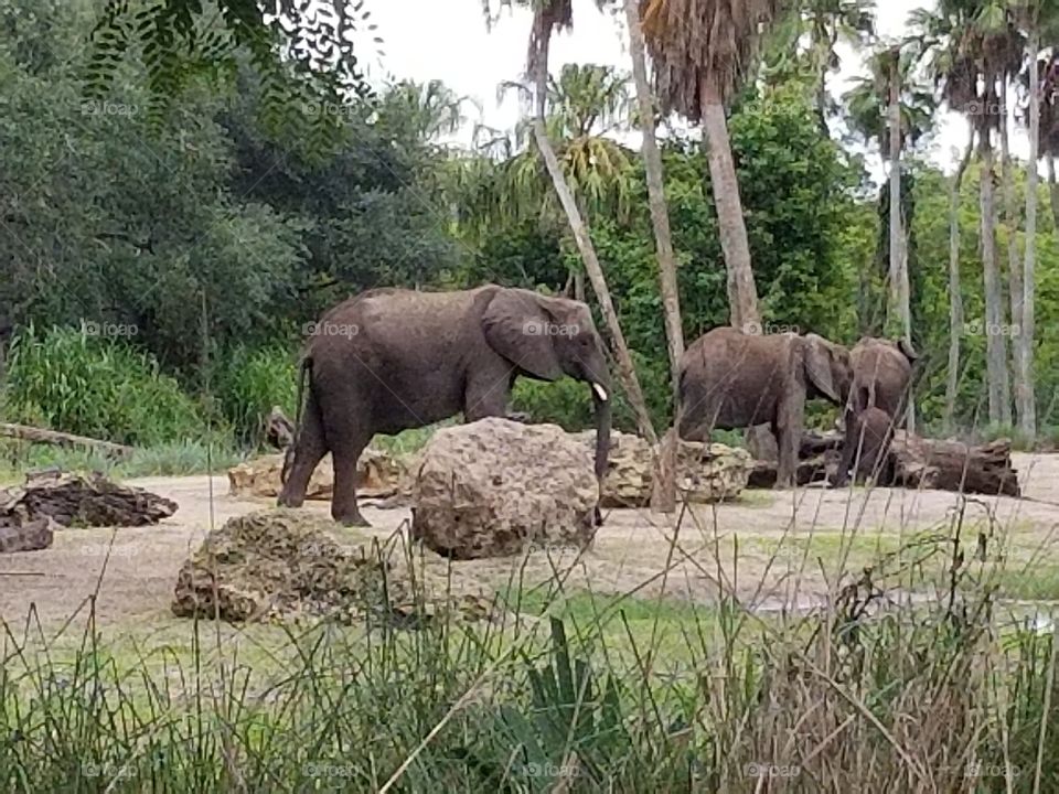 A herd of elephants travel through the grassland at Animal Kingdom at the Walt Disney World Resort in Orlando, Florida.
