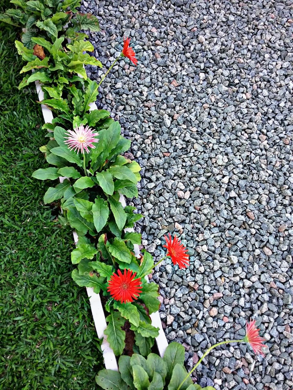 Canteiro de Gerberas.