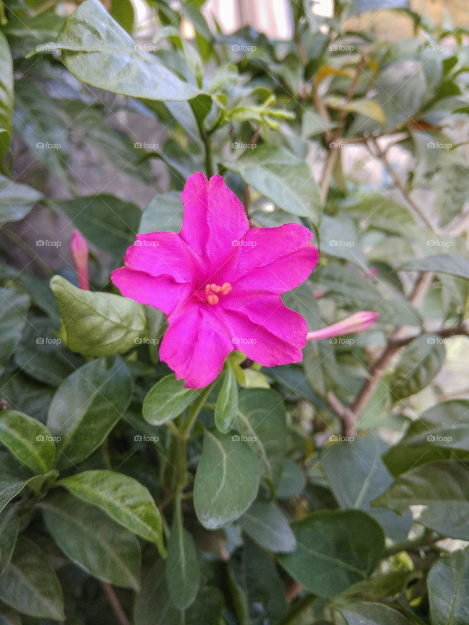 Sandha Maloti (common name)  Mirabilis jalapa , the marvel of Peruor four o'clock flower, is the most commonly grown ornamental species of Mirabilis plant, and is available in a range of colours