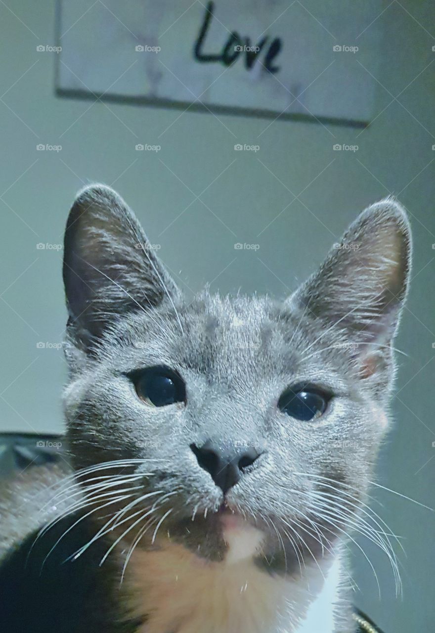 Worzel Gummage our newest family addition after mistaking for a girl he is in actual fact a boy. Very playful.