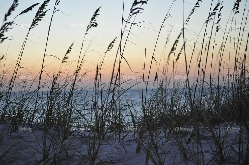 Sea oats