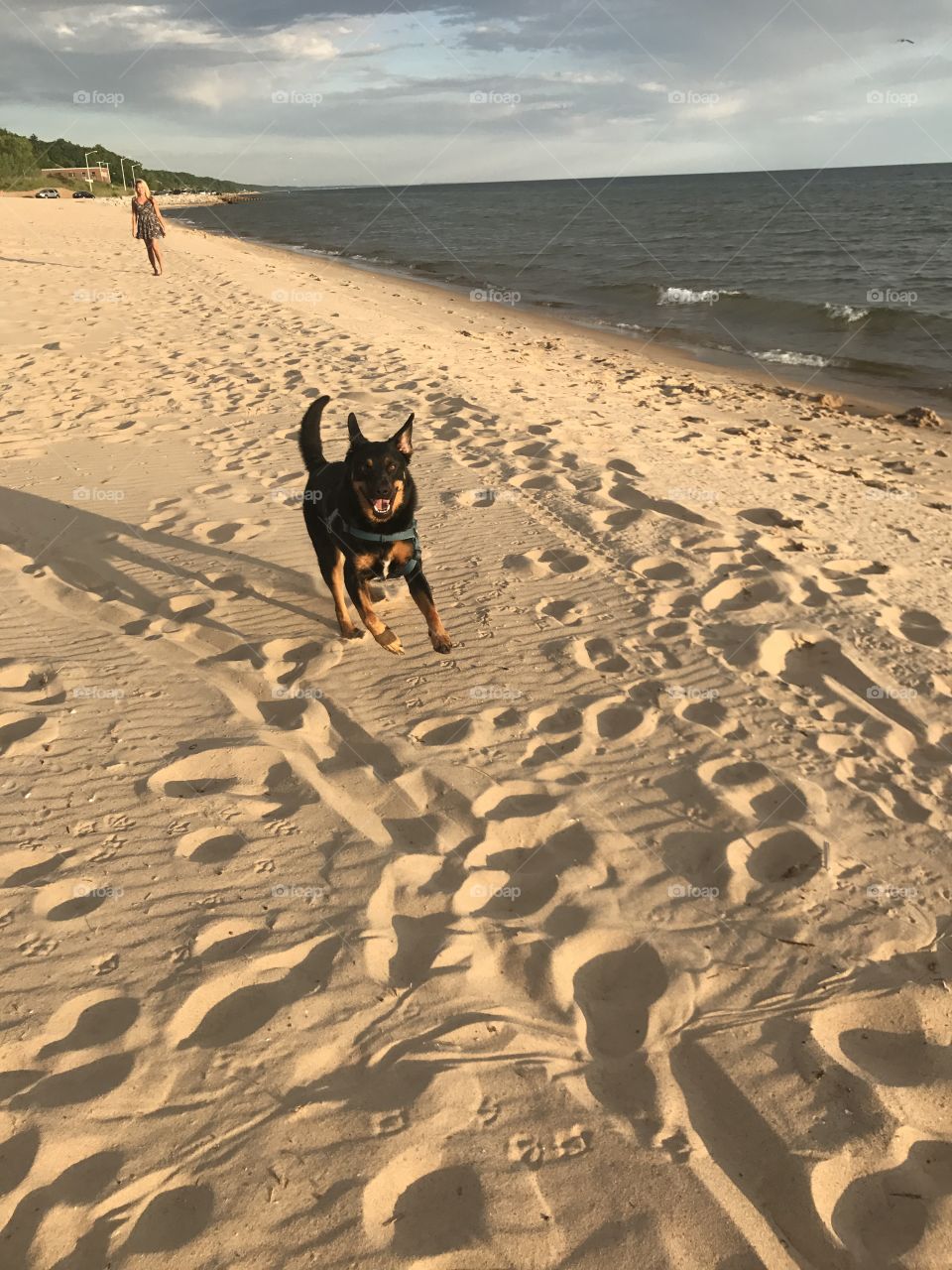 Action shot of my dog running! On Lake Michigan 