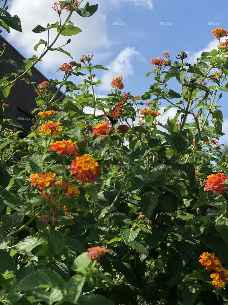 Butterfly in an orange flower bush 