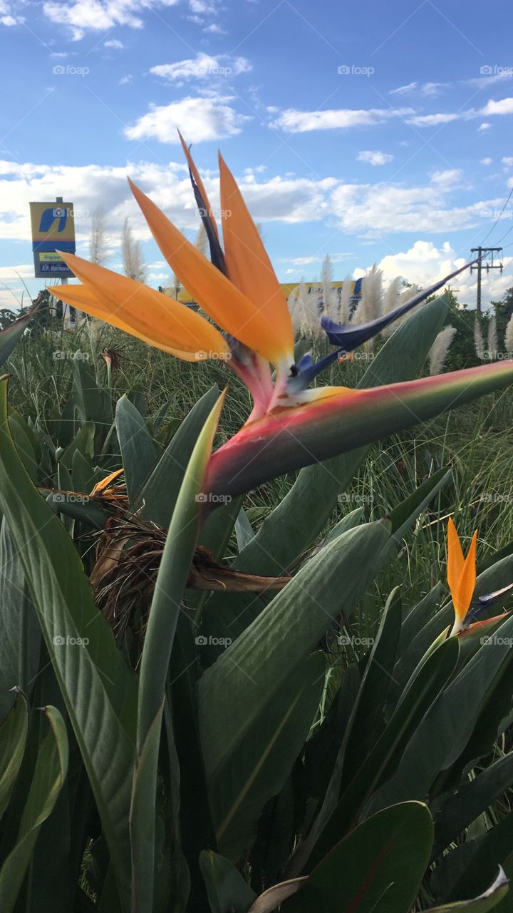 Flores decorando a via. Olha lá no fundo p Posto Harmonia! Um clique bem bacana de uma cena comum. 