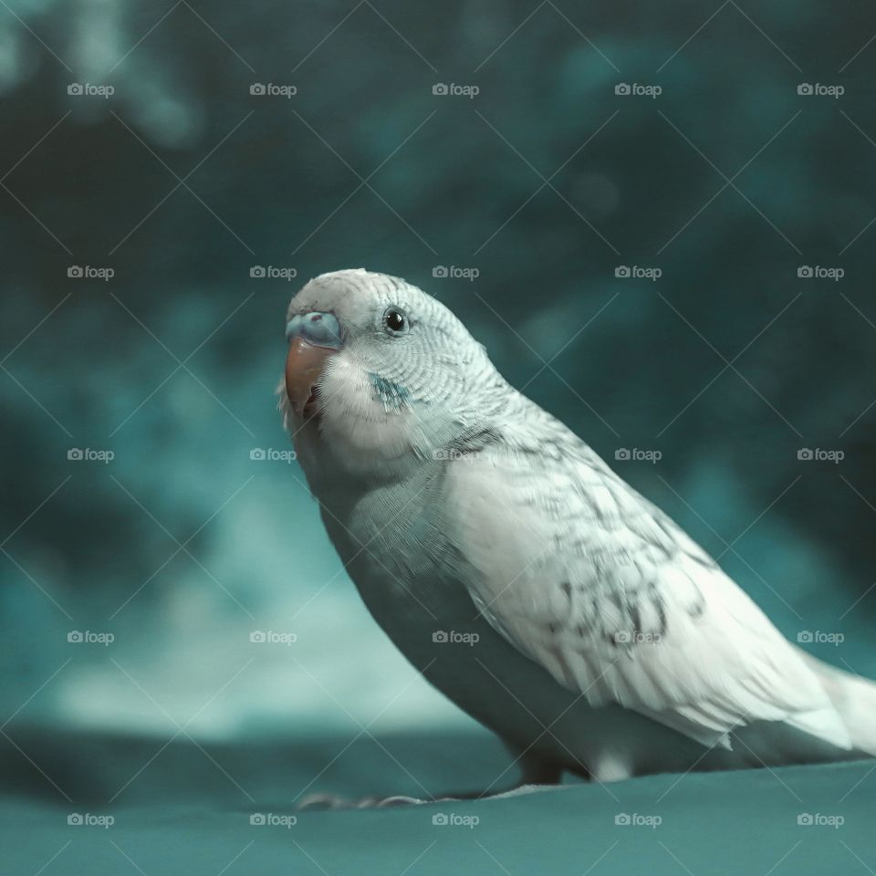 Close-up of white budgerigar