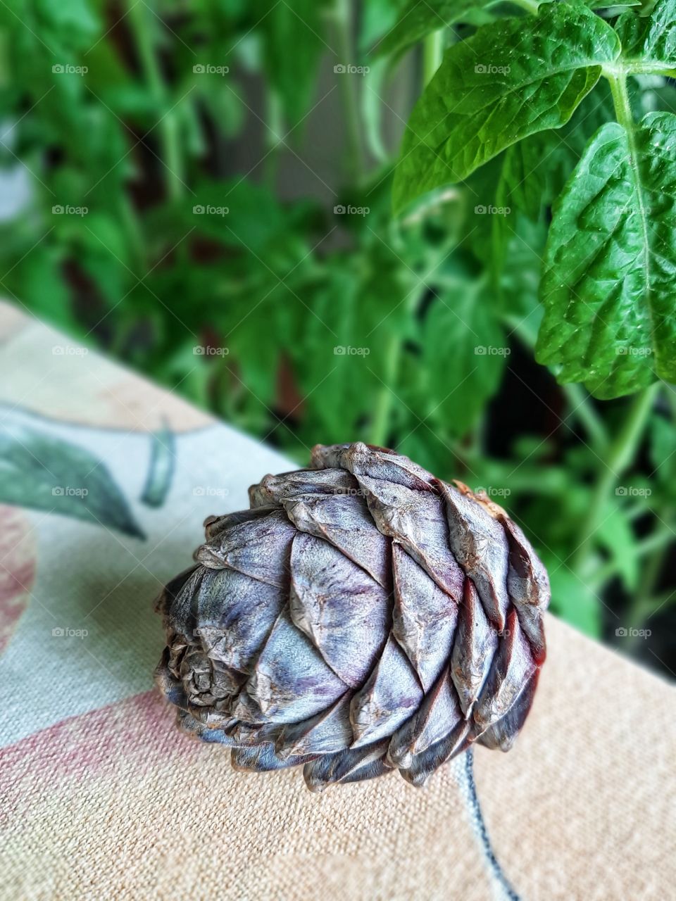 кедровая шишка на фоне зеленых листьев