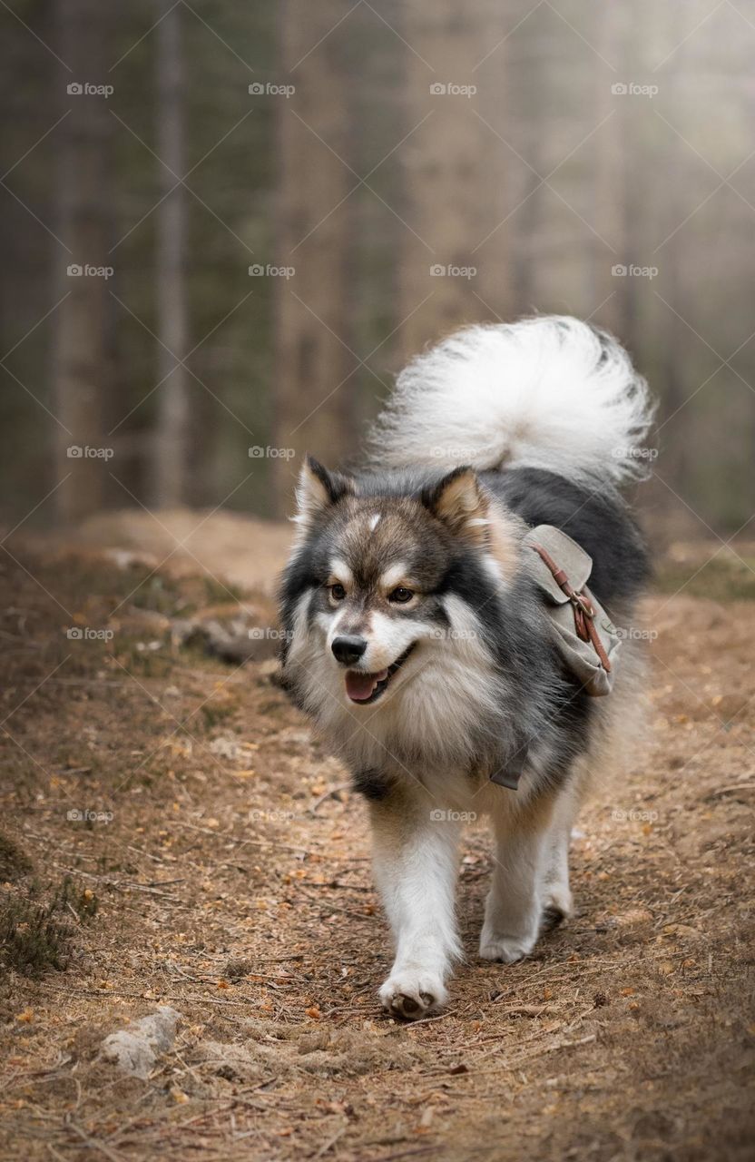 Portrait of a young Finnish Lapphund walking in the forest or woods 