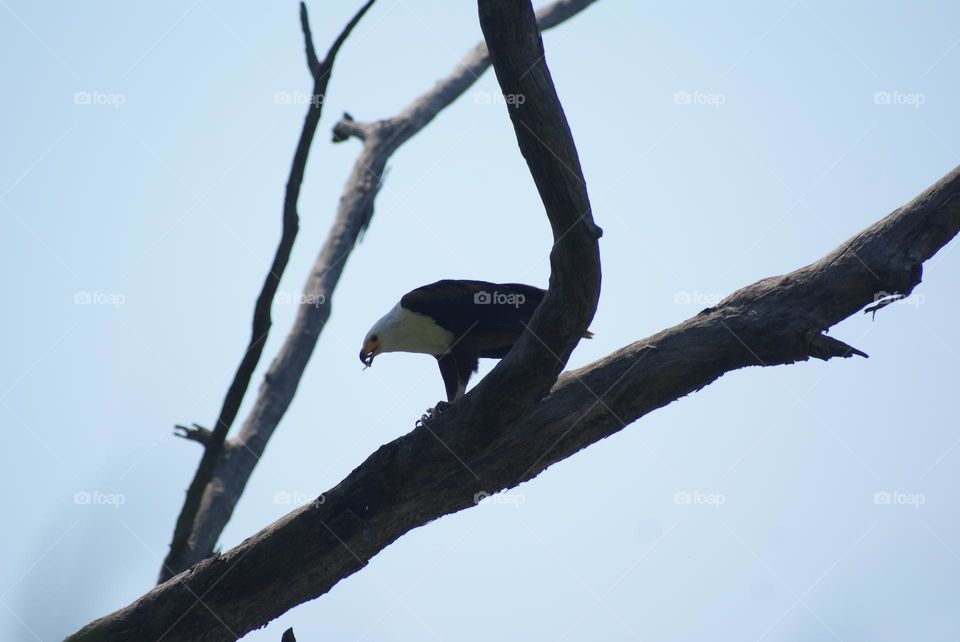 A fish eagle eating a fish 