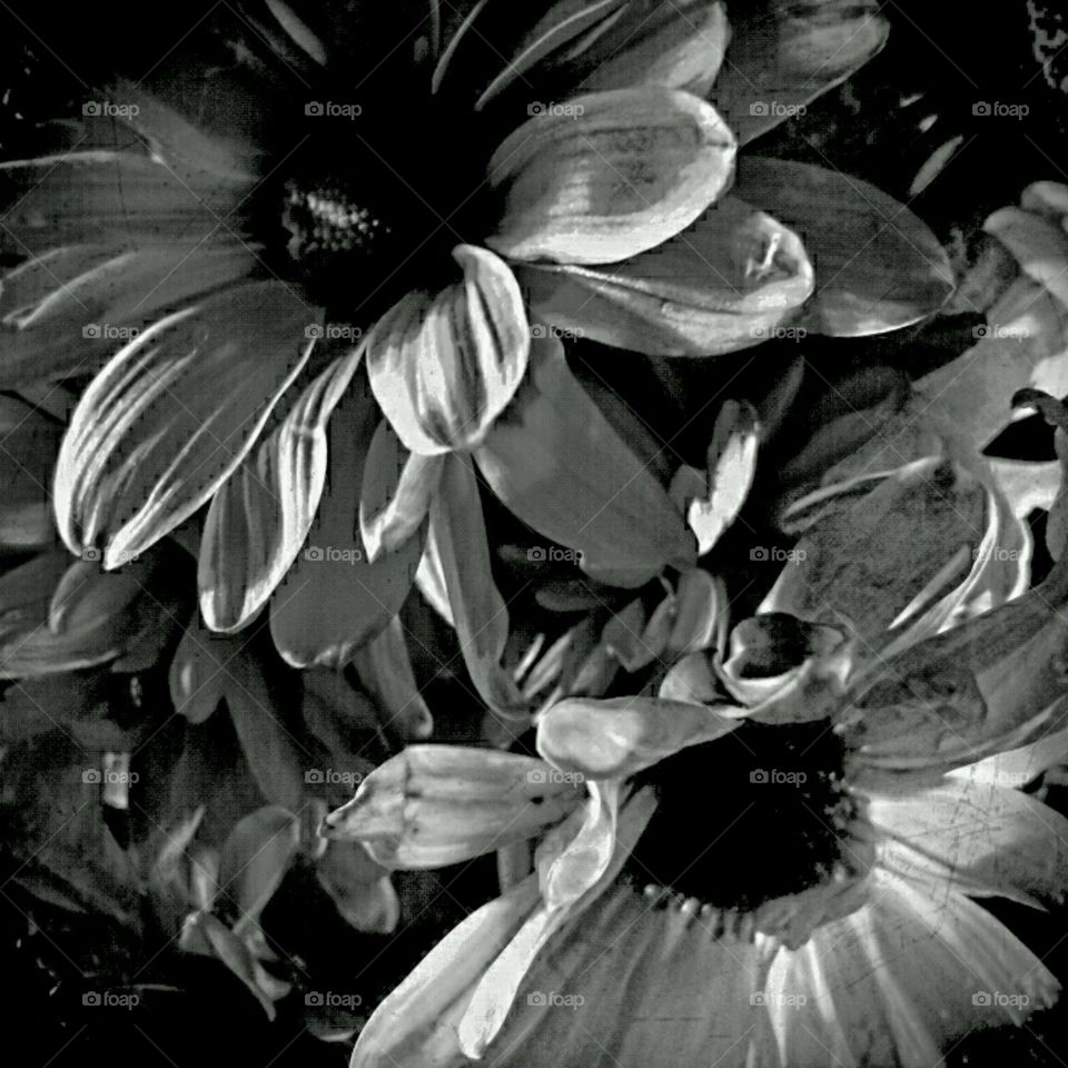 b+w dahlia