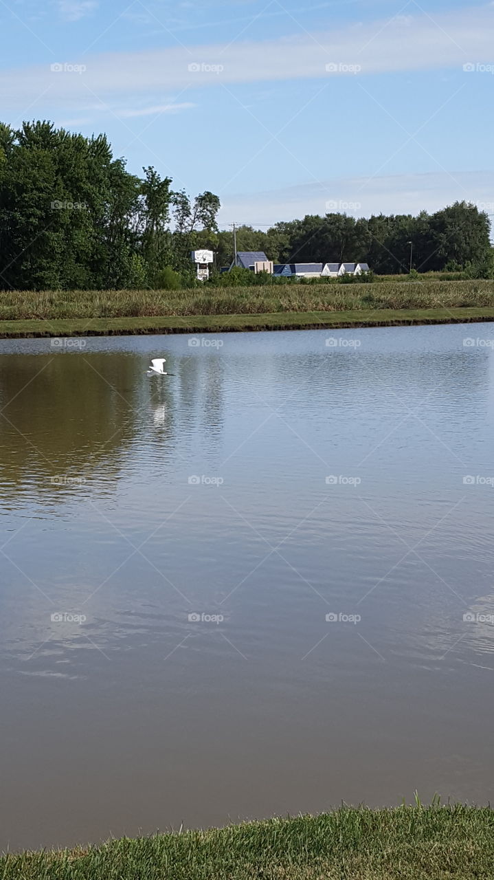 Heron flying over pond