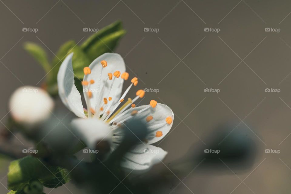 White flowers macro