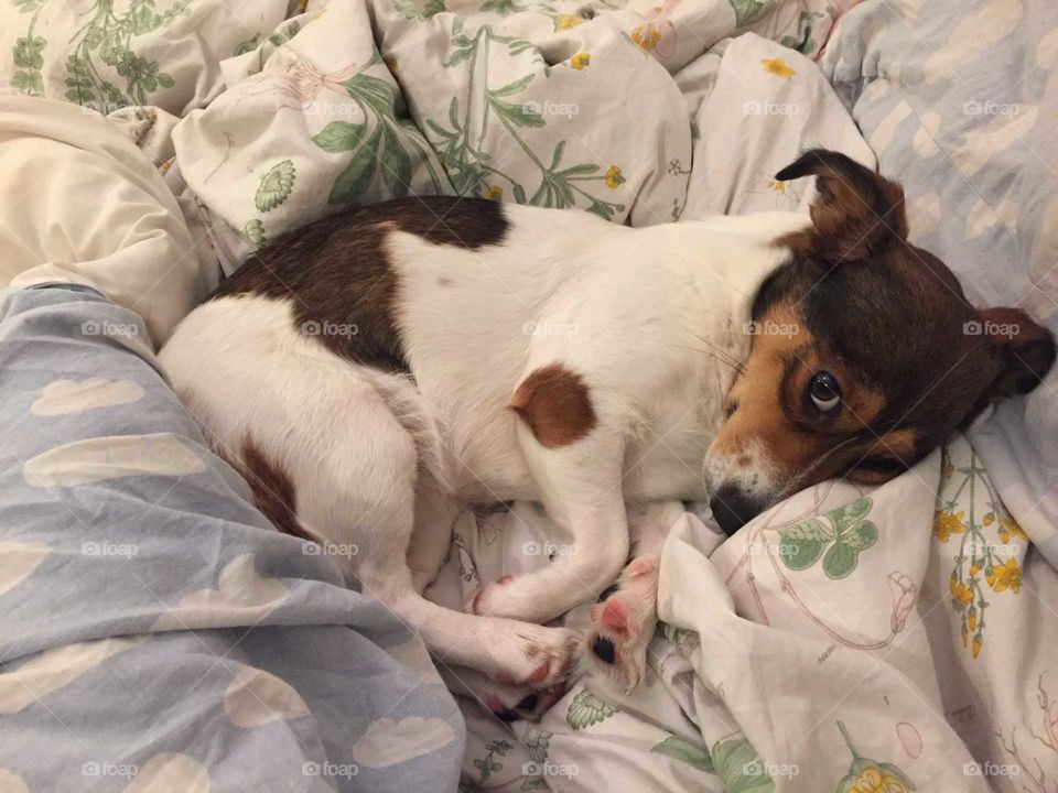 A cute puppy relaxing in bed