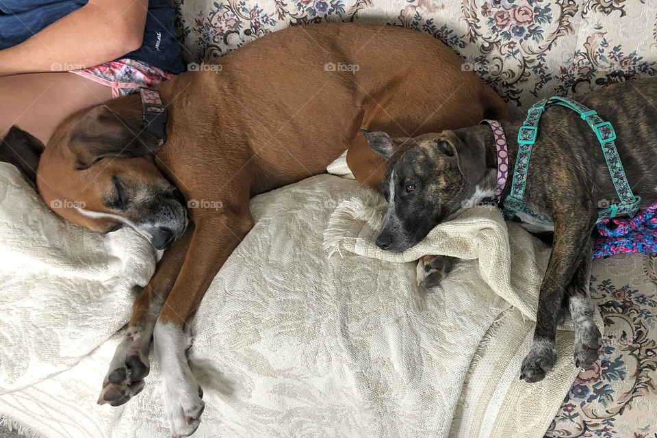 Doggy best friends on the couch