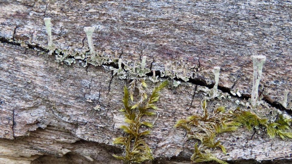 Steibachweiher Mushroom and Moss 