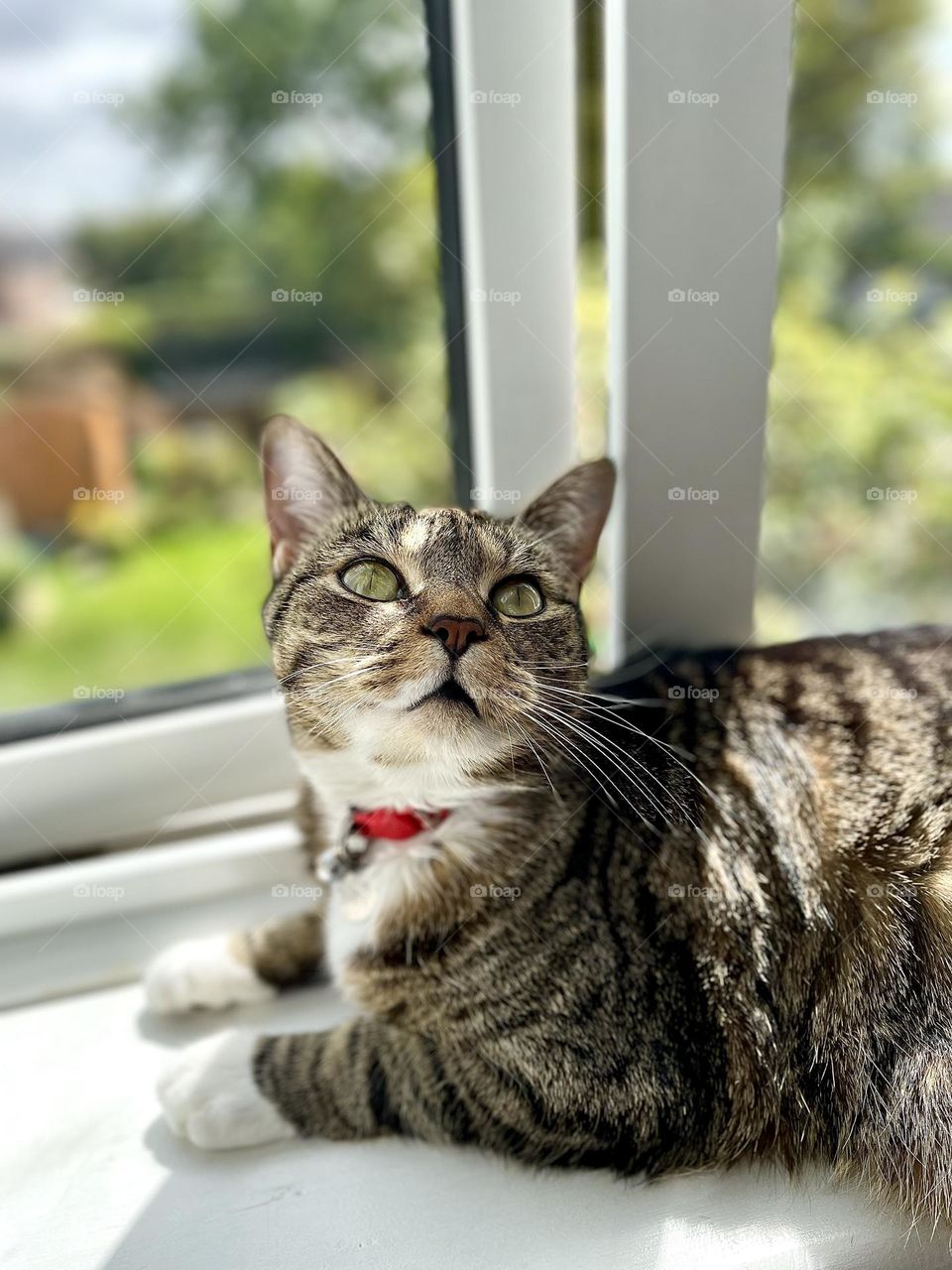 Mackerel tabby cat lounging on a windowsill gazing off above the photographer’s shoulder