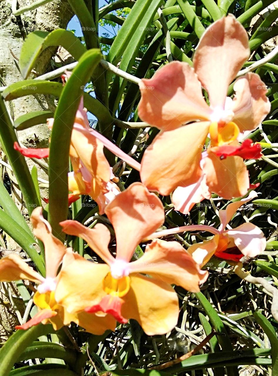 Vanda colorful Orchids elegantly blooming close-up photo.