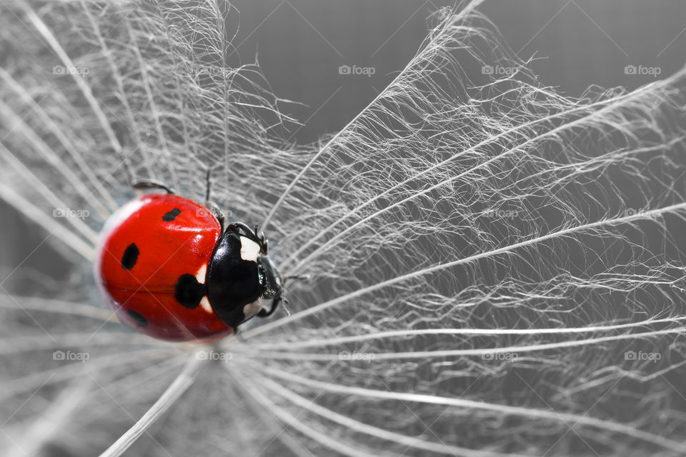 ladybug on the dandelion clock.  magic of red color . red color effect and the rule of thirds concept