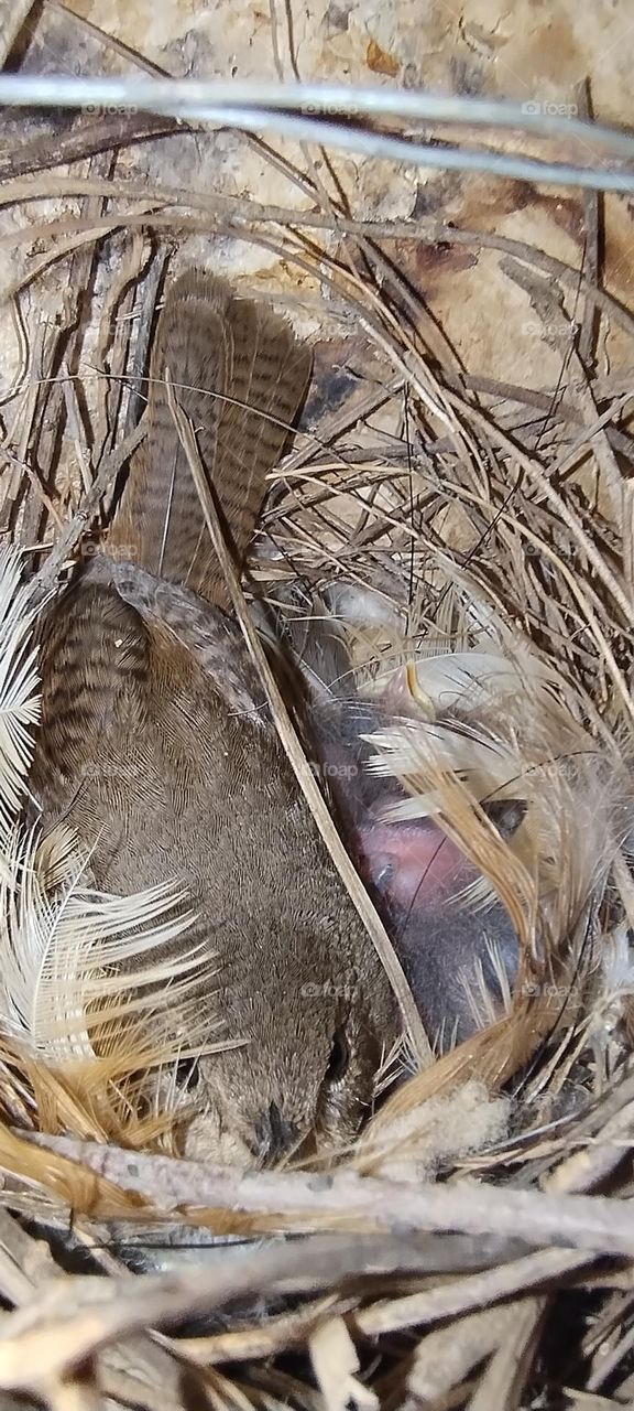 mother bird Garrincha in the nest