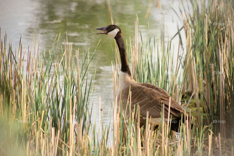 goose honking