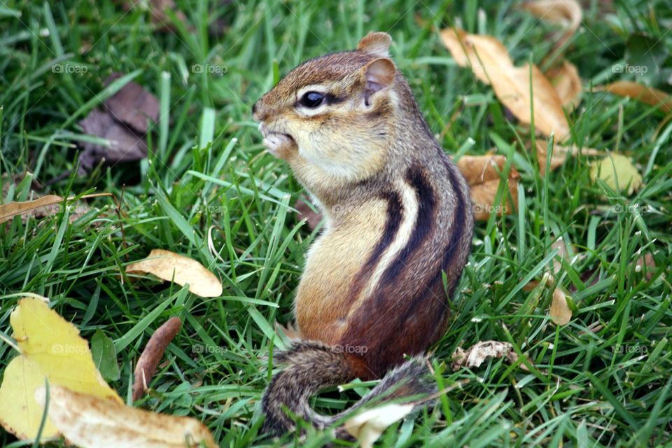 Cute chipmunk is getting ready for winter