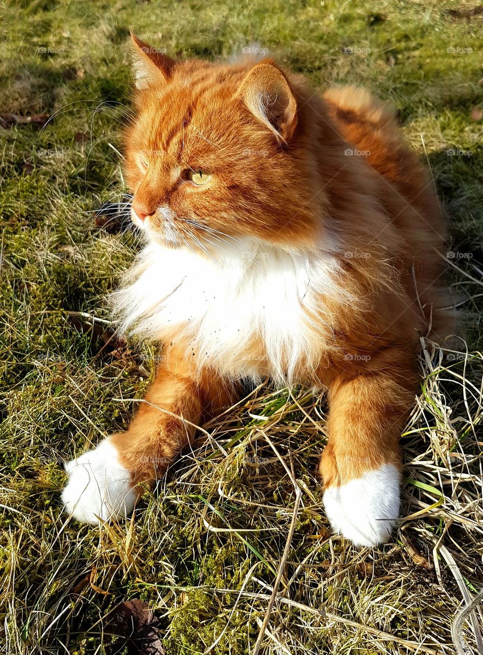 cat enjoying the sun