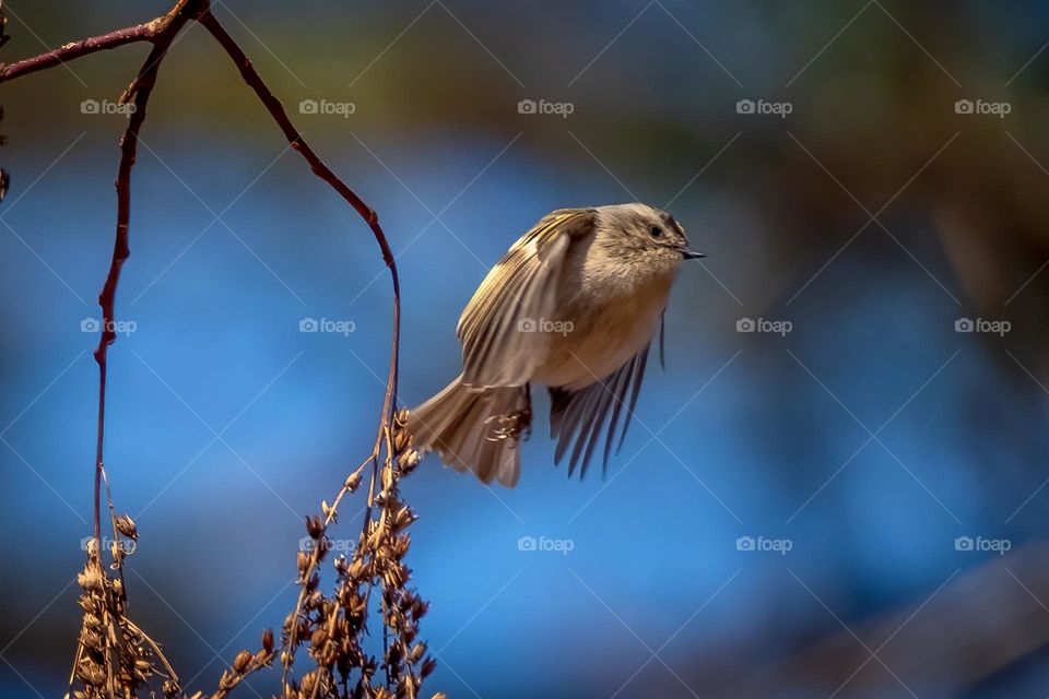 A high-energy golden crowned Kinglet bounces around looking for food. 
